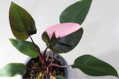 Philodendron Pink Princess: What You'll Want to Know