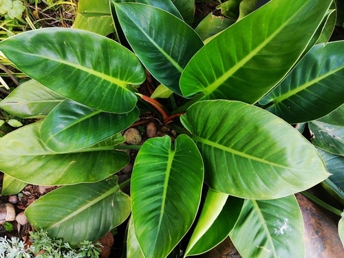 A healthy looking philodendron plant