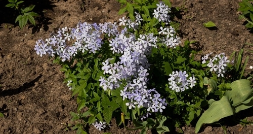 phlox divaricata cute little petals of white phlox divaricata
