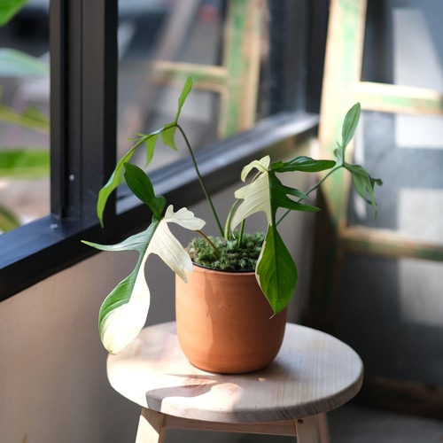 A photos philodendron plant beside an open window receiving sunlight.