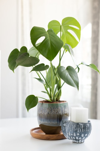 A houseplant philodendron planted on a beautiful pot beside a candle.