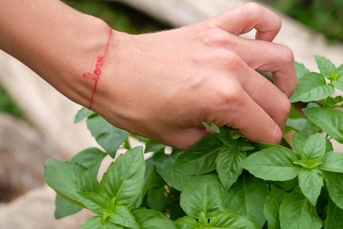 A person pinching and picking leaves of  basil