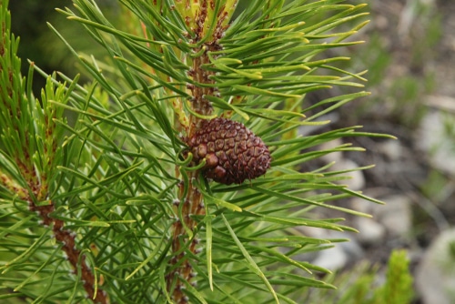 pine cones a pine cone from the lodgepole pine tree