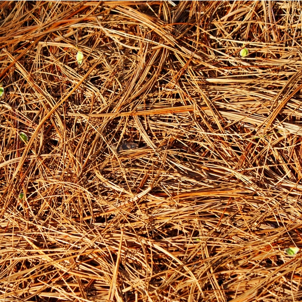 Pine straw holds moisture and is sustainable.
