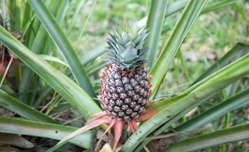 Pineapple with pink eyes in the farm