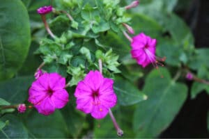 Three flowers of a pink 4oclock