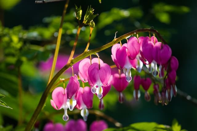 Beautiful pink and white petals of a bleeding heart flower