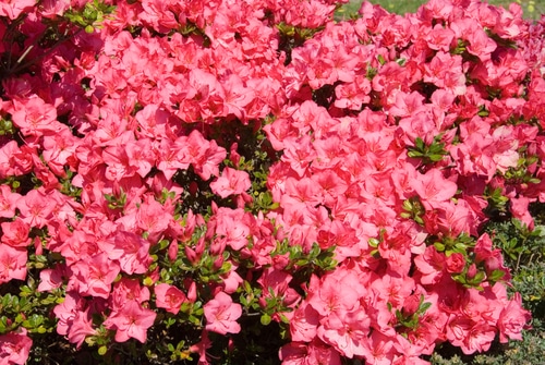 Beautiful pink azaleas under the heat of the sun
