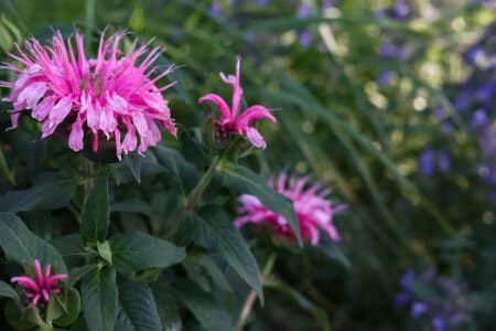Bee Balm Plant Information and Care Guide