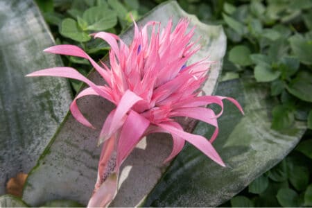 pink bromeliad flower