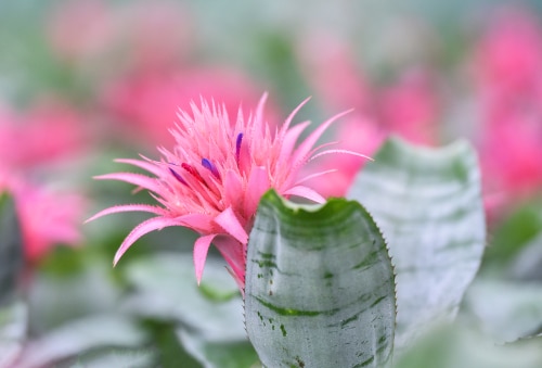 Pink flower of a bromeliad house plant