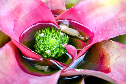 Pink bromeliad growing caught up water in its leaves