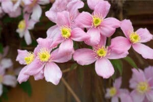 Full grown pink clematis