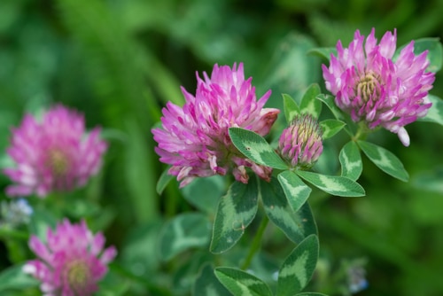 Pink flower with clover shaped leaves