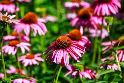 pink coneflower pink coneflowers in full bloom