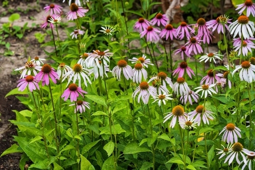 white and pink coneflower blooming in the forest
