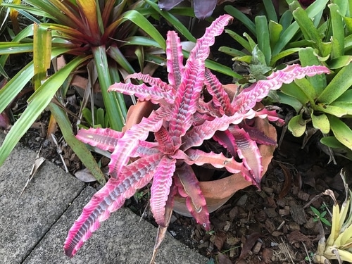 pink leaves and flowers of a cryptanthus plant in garden