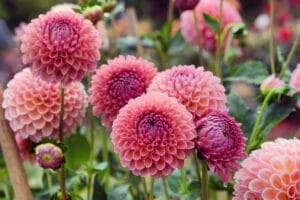 Blooming dahlias in the garden