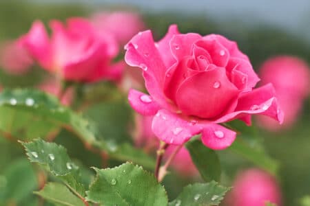 A beautiful pink flower