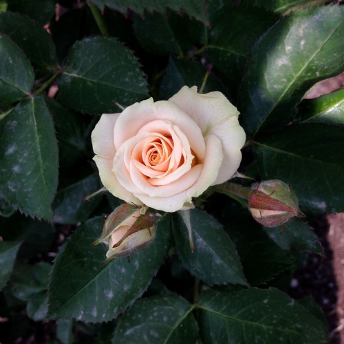 pink flower Soft pink rose flower