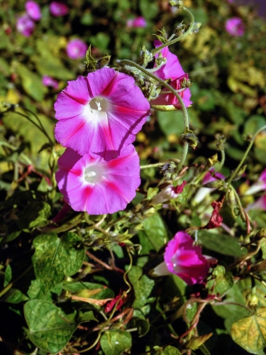 pink flower full bloom of pink flower