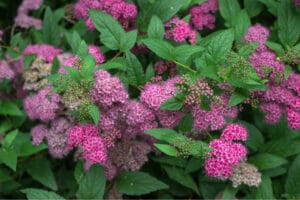 A bush of beautiful pink flowers