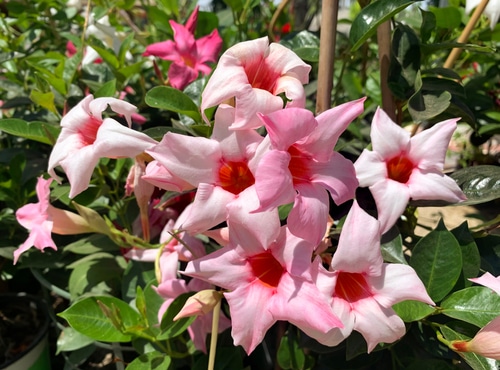 A picture of pink flowering vines blooming under the sun