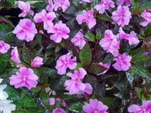 wet pink flowers after the rain