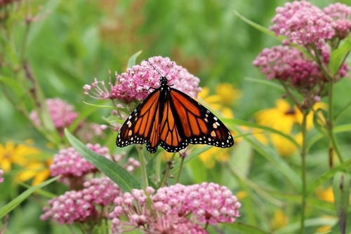 Beautiful pink flowers pollinated by a  butterfly