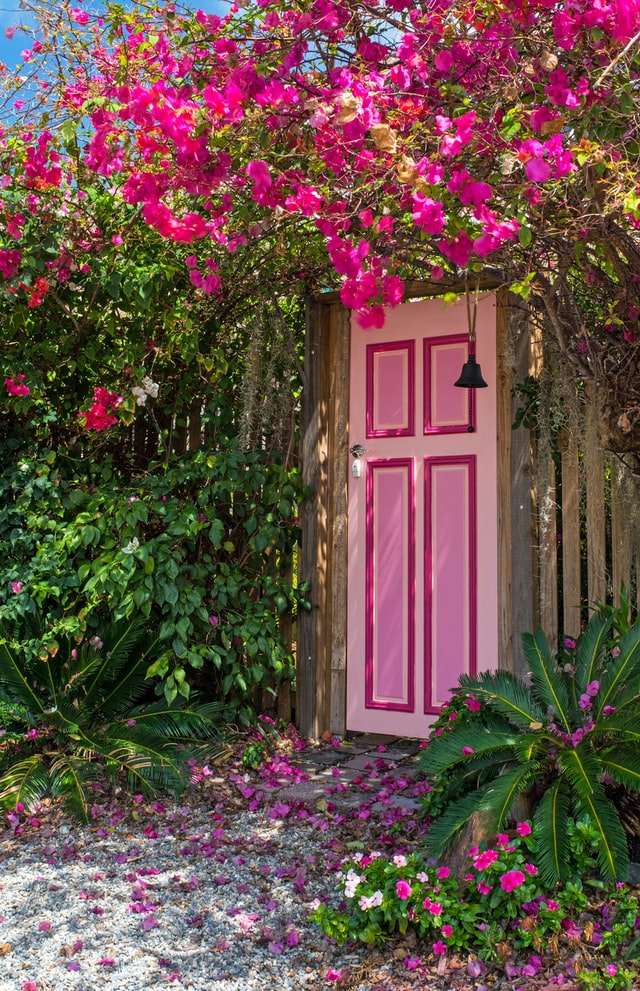 pink flowers door A cute pink front door surrounded by flowering pink bouganvilla.