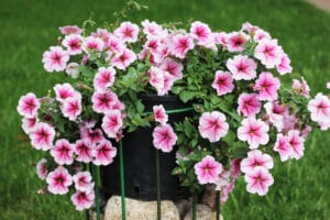 Healthy pink flowers from receiving the proper nutrients and plant food