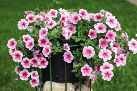 Healthy pink flowers from receiving the proper nutrients and plant food