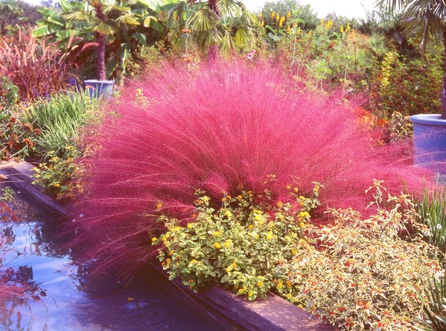 pink grass garden beautiful pink muhly grass in the garden