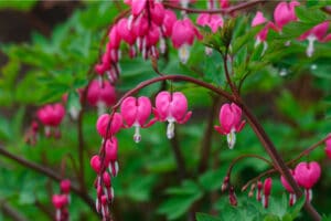 Bleeding heart flowers hanging from a branch