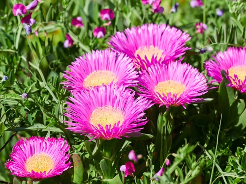 A flowering ice plant with pink petals.