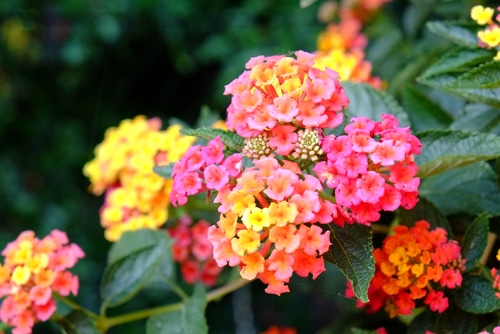 yellow and pink lantana indian flowers