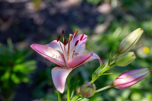beautiful white and pink colored lily