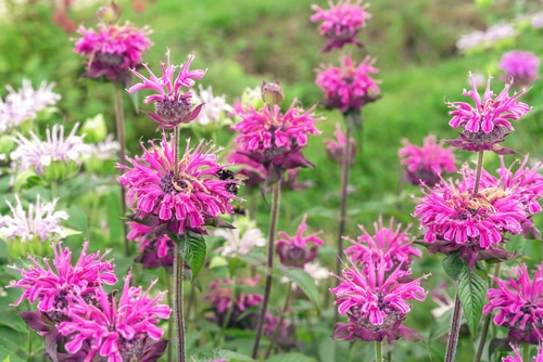pink monarda flower blooming pink monarda bee balm flowers