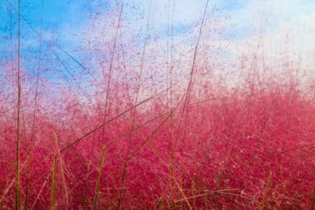 tall pink muhly grass in the field