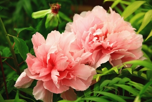 beautifully blooming pink peonies