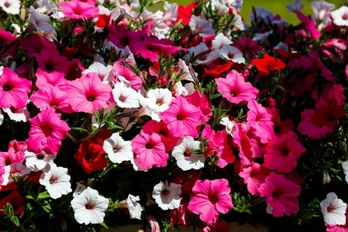 pink petunias pink and white petunia flowers