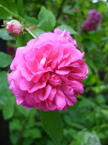 pink rose beautiful pink rose blooms in backyard
