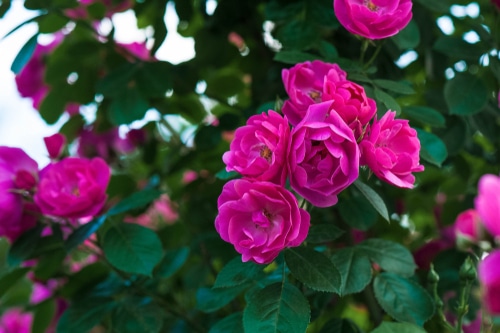 beautiful bright pink roses