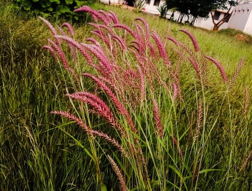 pink switchgrass A tall switchgrass with pink flowers