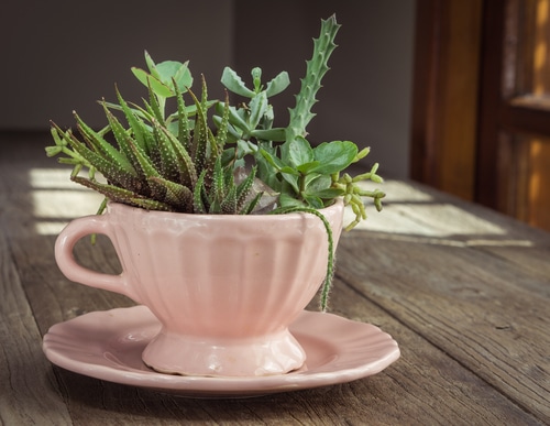 vintage pink tea cup used as a planter