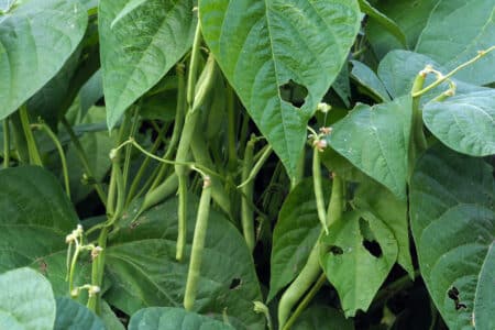 beans plant with pitting leaves