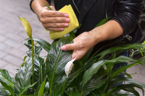 a person wiping the leaves of a peace lily