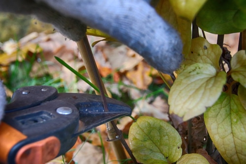 A gardener using a plant cutter to trim dried stem