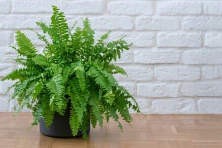 plant fern against a bricked wall