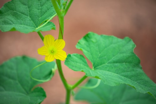 small and yellow cantaloupe flower